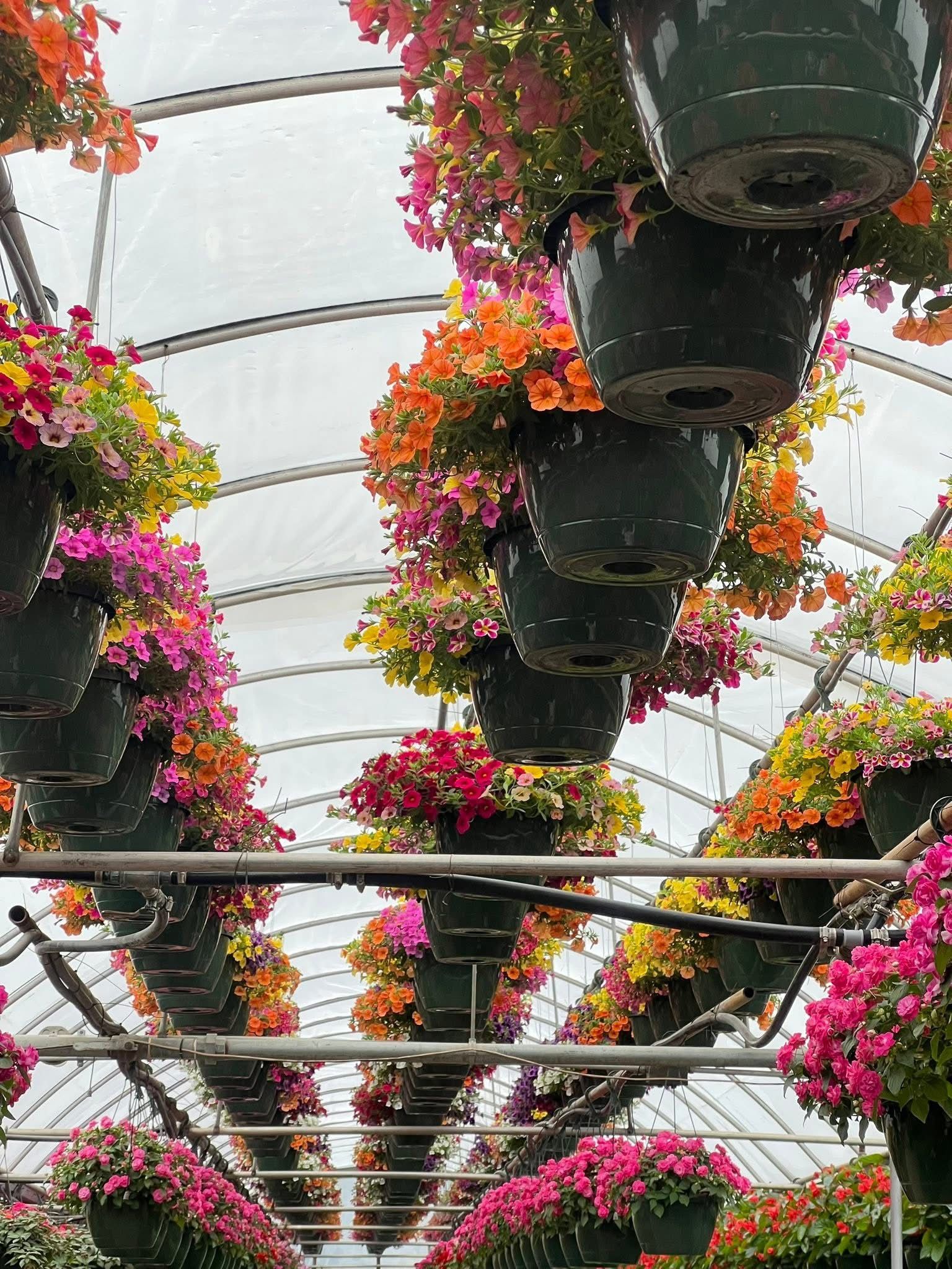 a greenhouse filled with lots of potted plants and flowers.