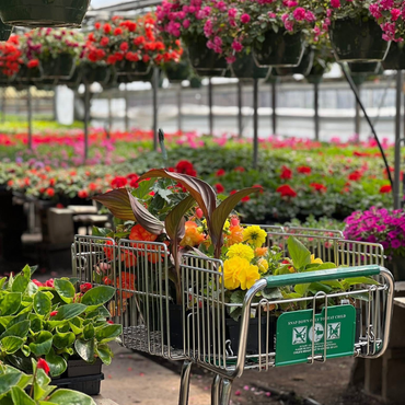 retail garden center