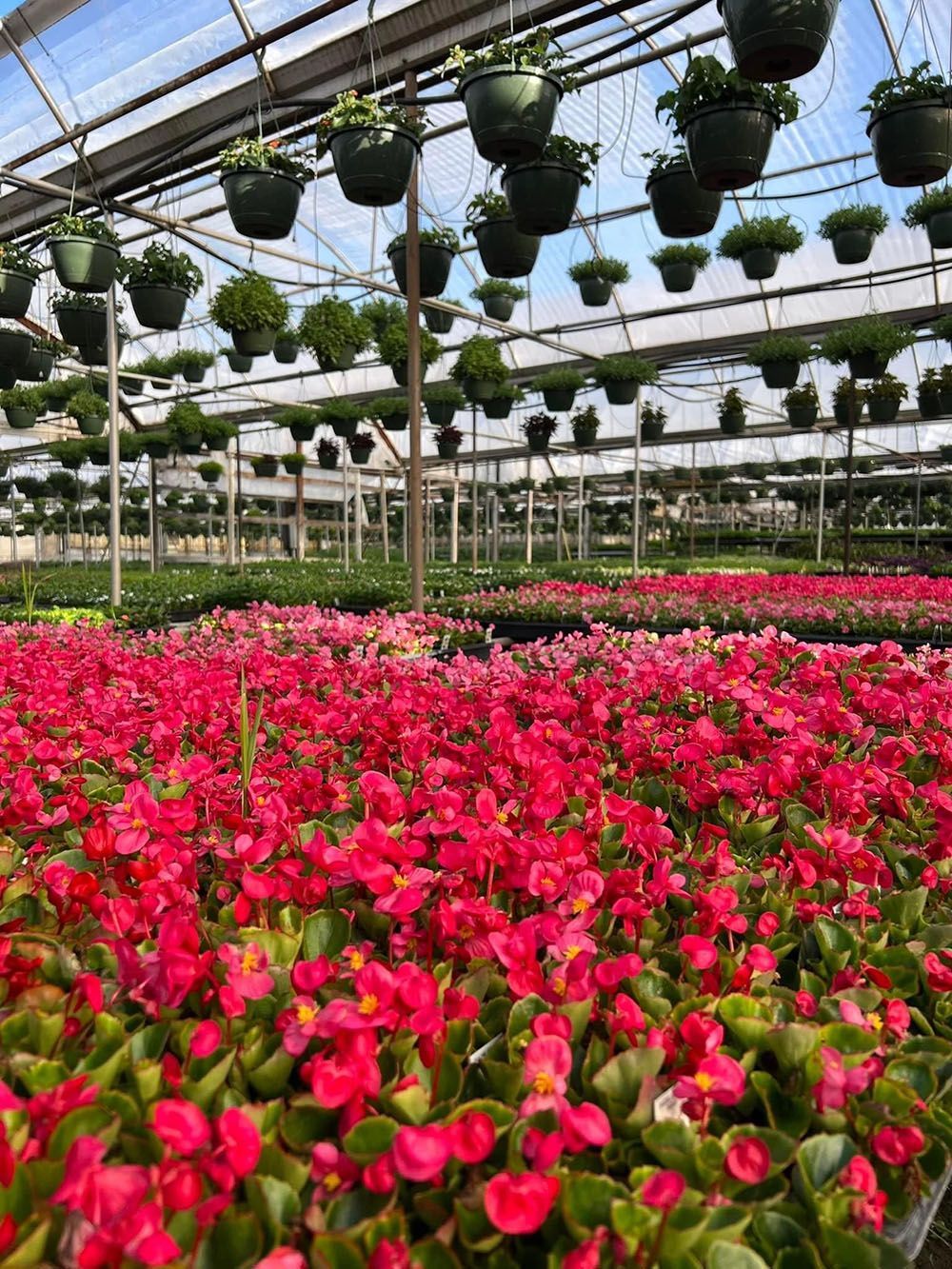 a greenhouse filled with lots of pink flowers and hanging potted plants.