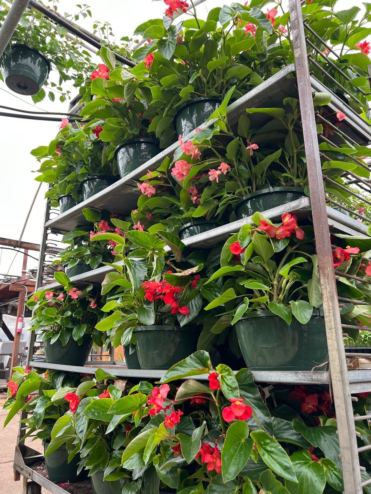 A metal display rack filled with pots of blooming pink-flowered begonia plants in a nursery setting.