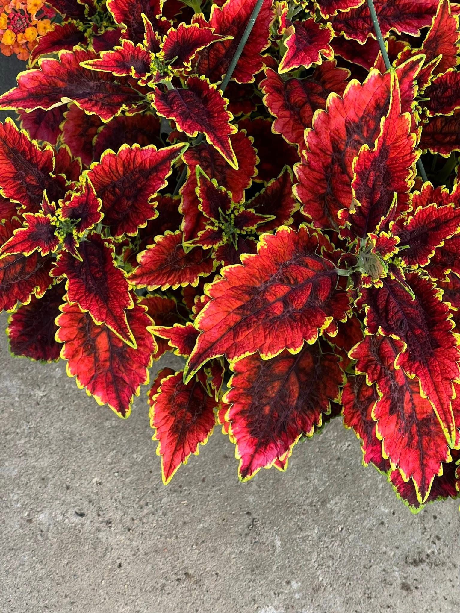 Vibrant red and dark purple Coleus plant leaves with bright yellow-green edges against a concrete background.