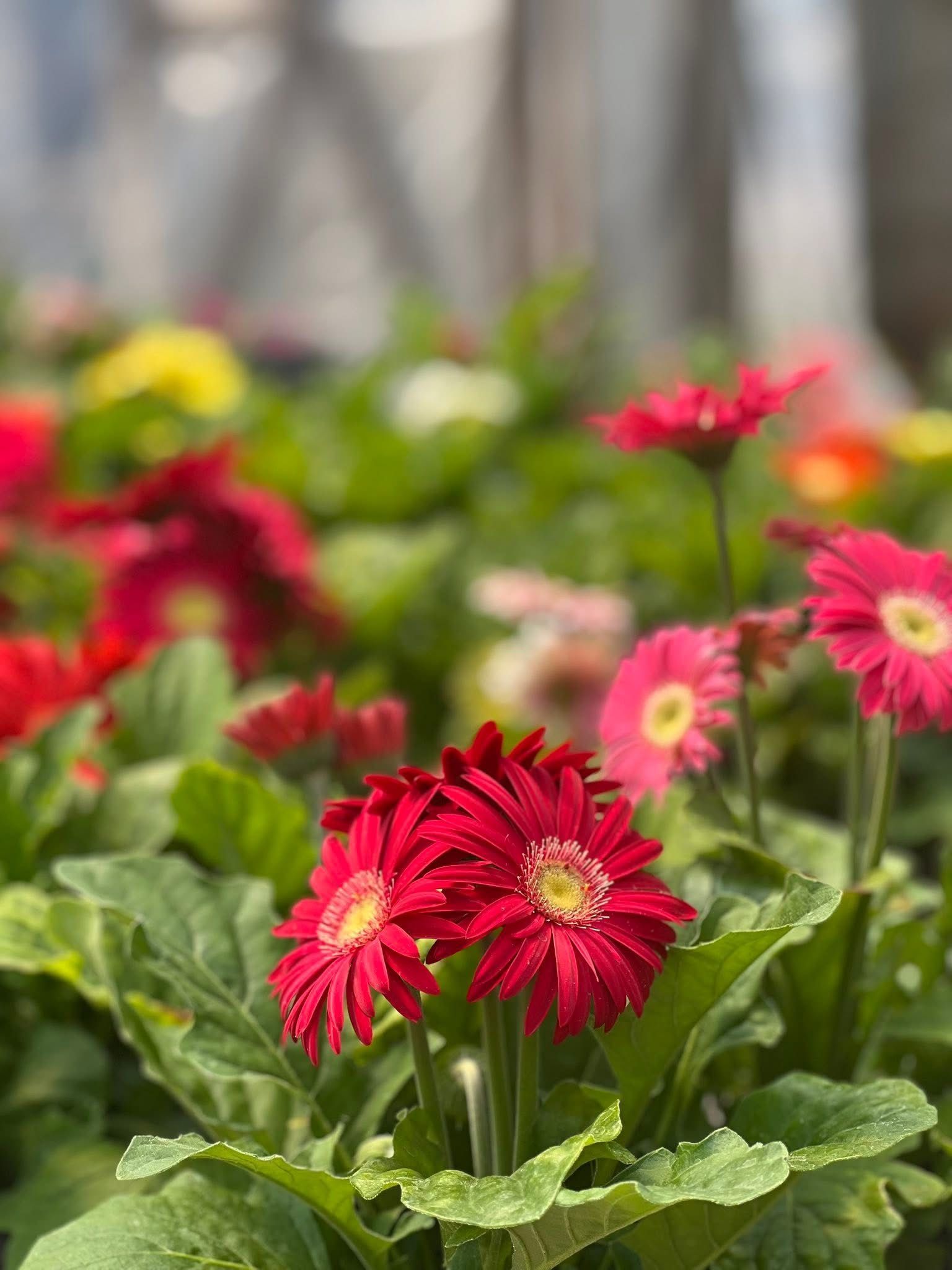 Vibrant red gerbera daisies with yellow centers bloom in a sunlit garden, with green leaves and other flowers blurred.