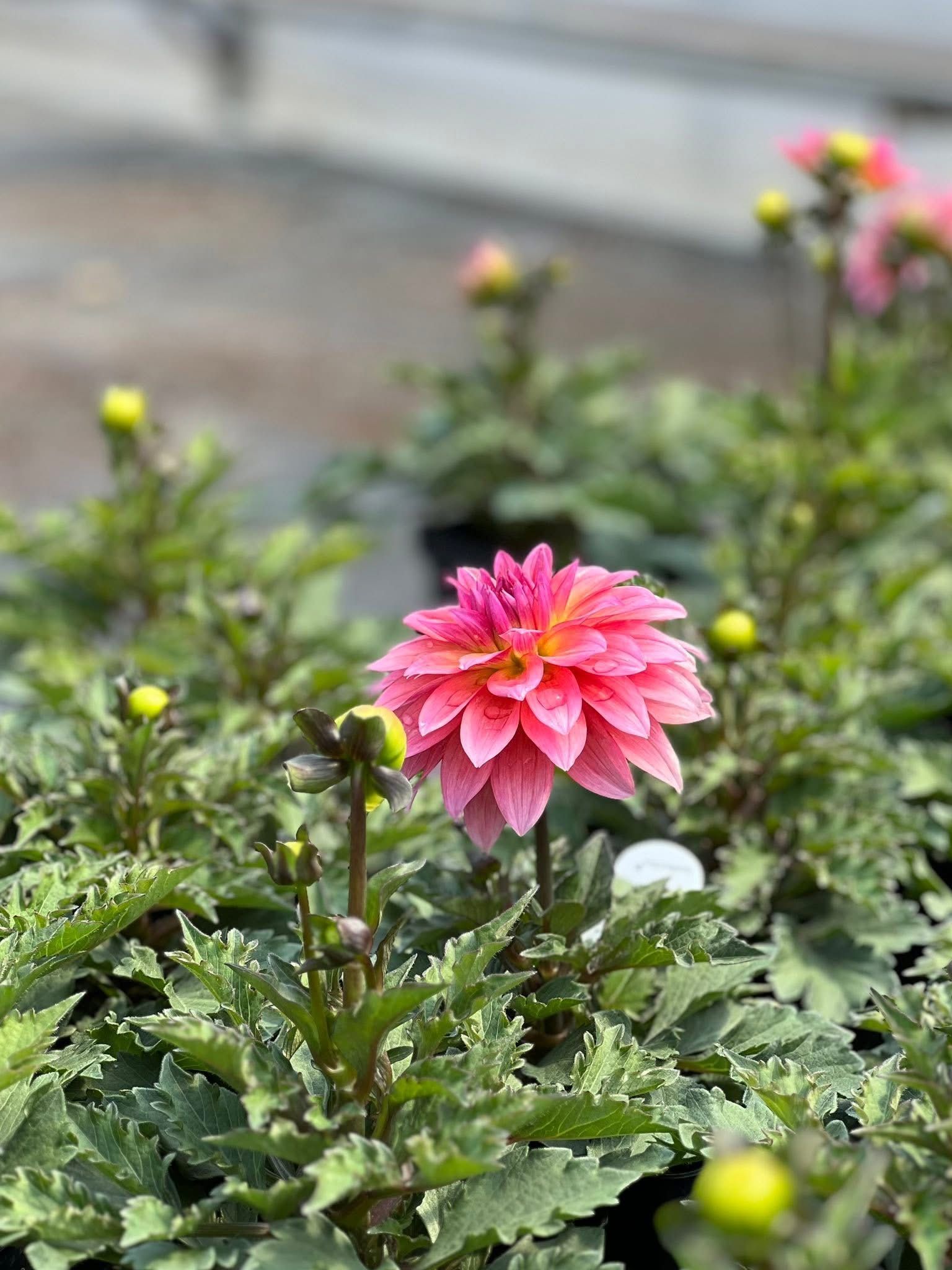 A vibrant pink dahlia flower blooms in a greenhouse setting, surrounded by green foliage and several unopened flower buds.