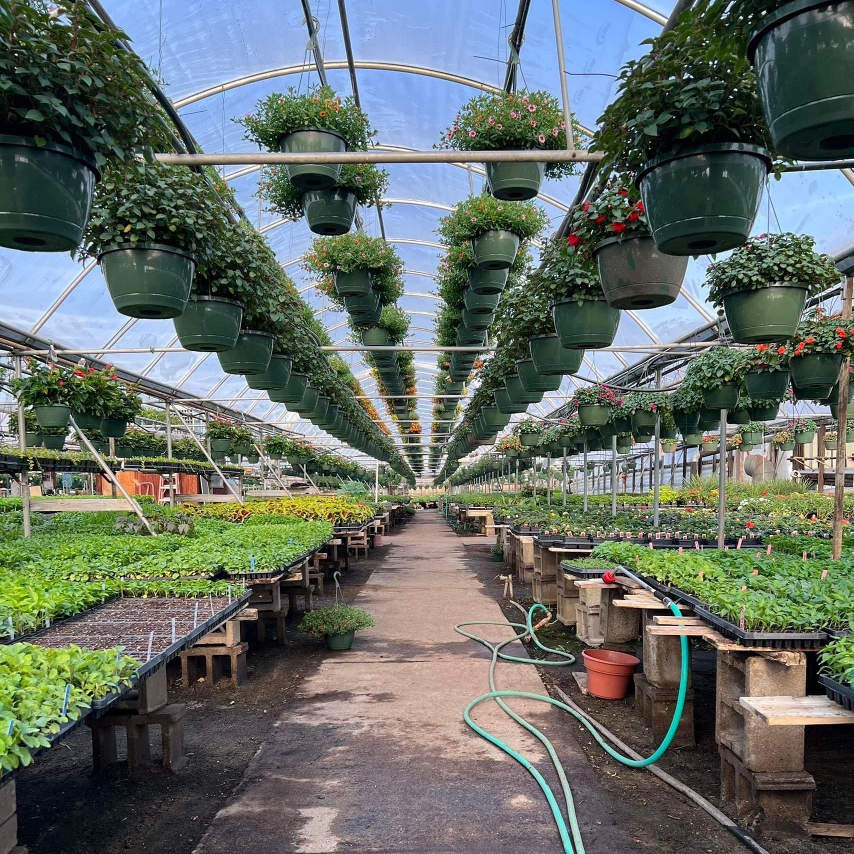 a close-up of a yellow flower in a field of yellow flowers