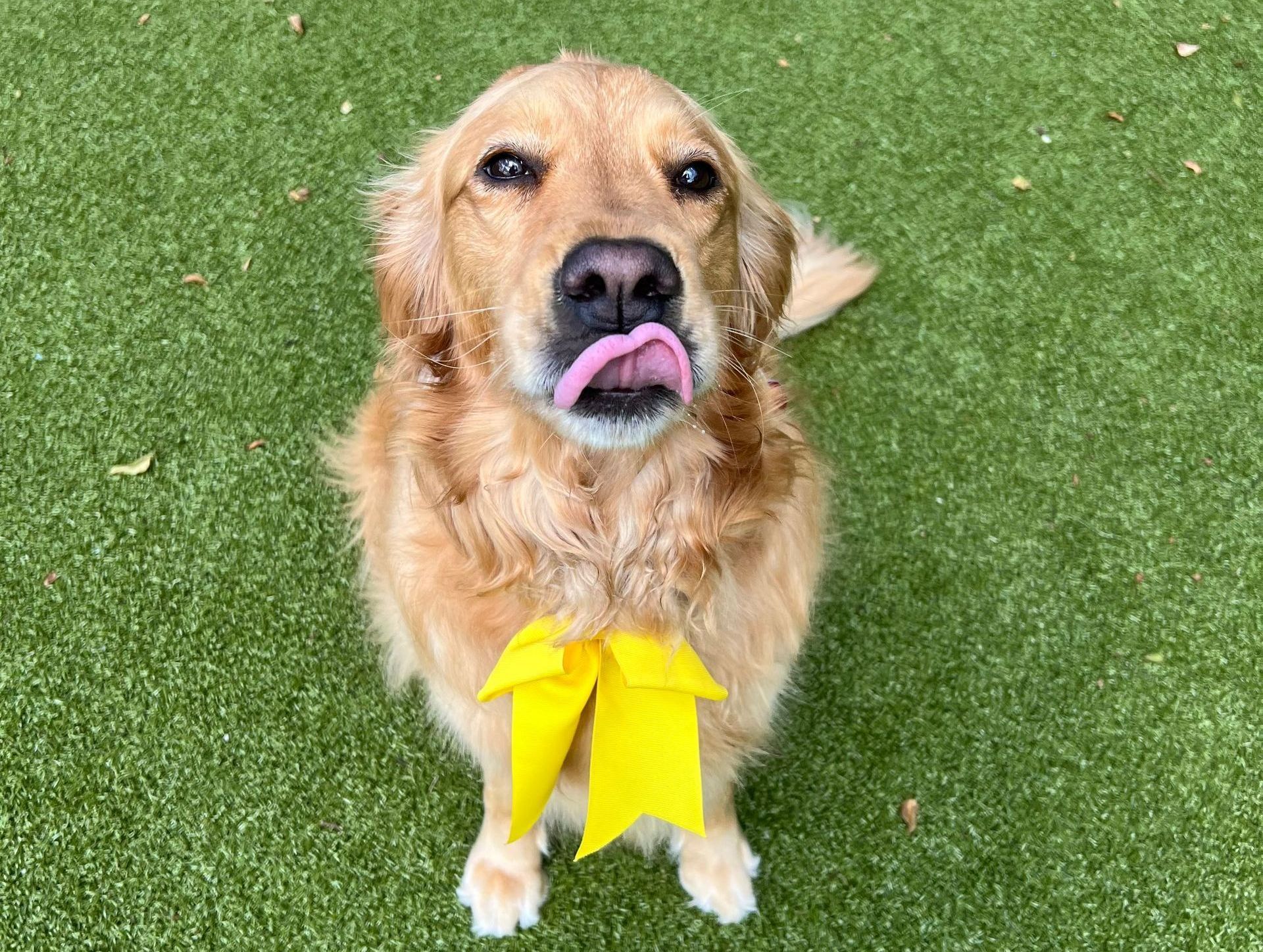 Learn More About Doggy Daycare Doggy daycare dogs
