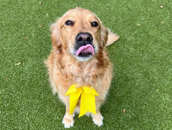 Doggy daycare dogs