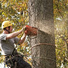 Tree removal