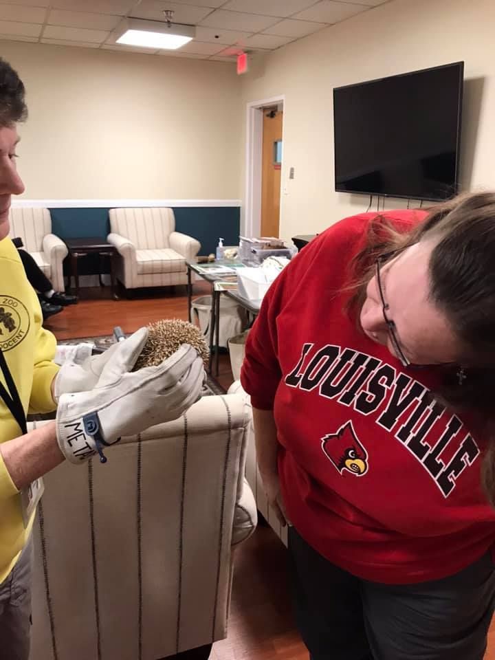 Person in yellow holds hedgehog for woman in red Louisville sweatshirt to see. Indoor setting.