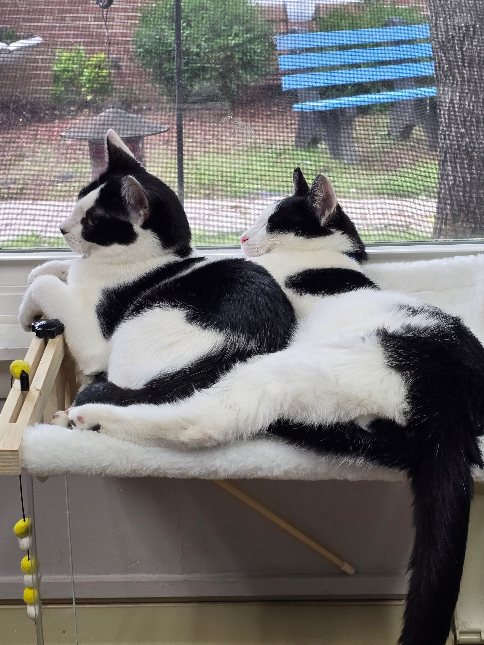 Two black-and-white cats lying together on a windowsill, looking outside.