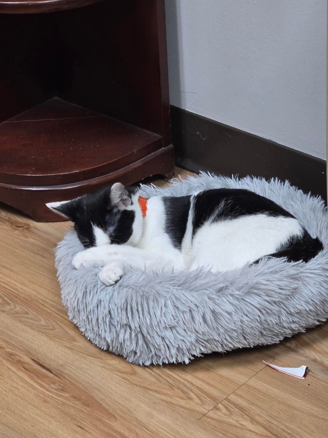 Black and white cat curled up sleeping in a gray, fluffy bed on a wooden floor.