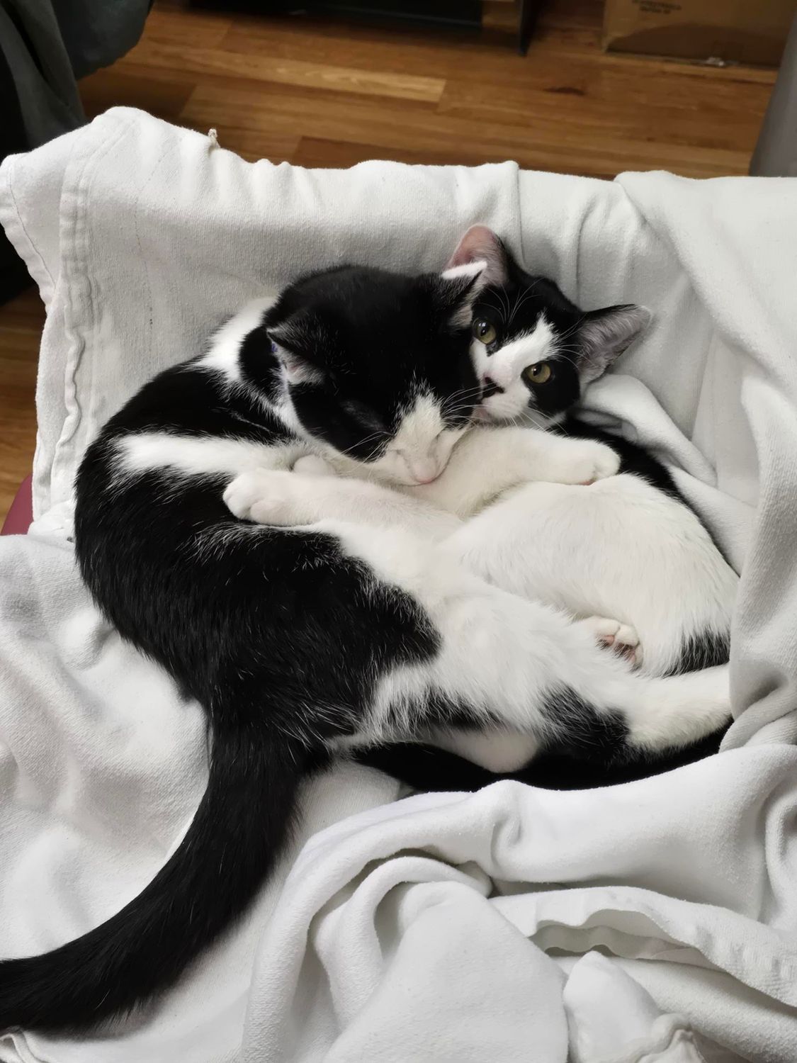 Two black and white cats cuddling together in a white basket.