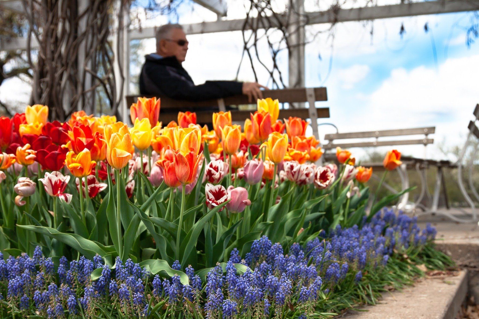 man sitting on the bench with tulips