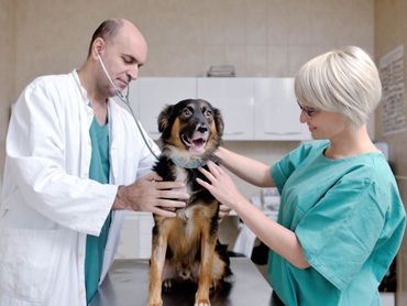 Veterinary service