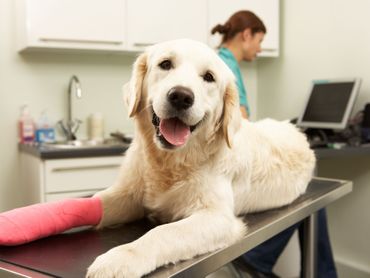 Dog in a veterinary hospital