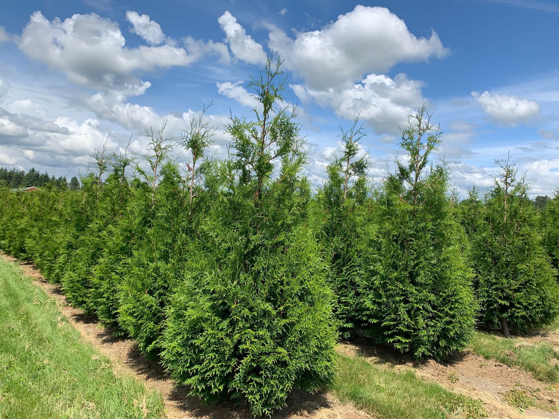 A row of trees in a field with a blue sky in the background.