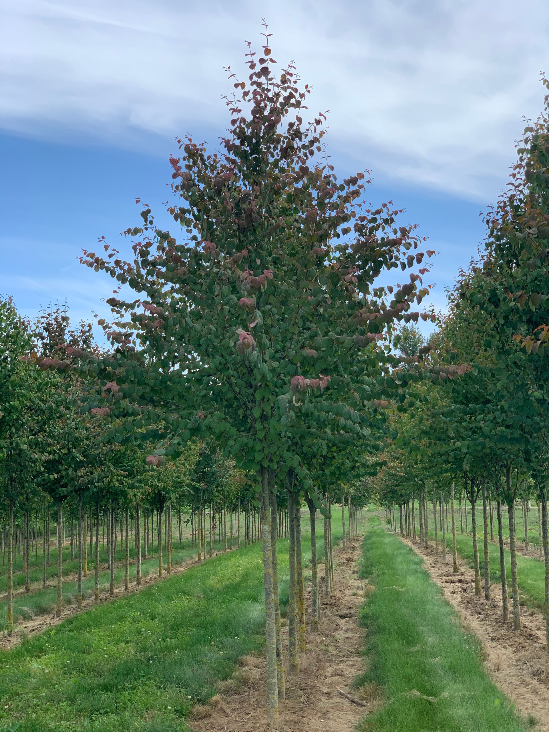 A row of trees in a field with a blue sky in the background.
