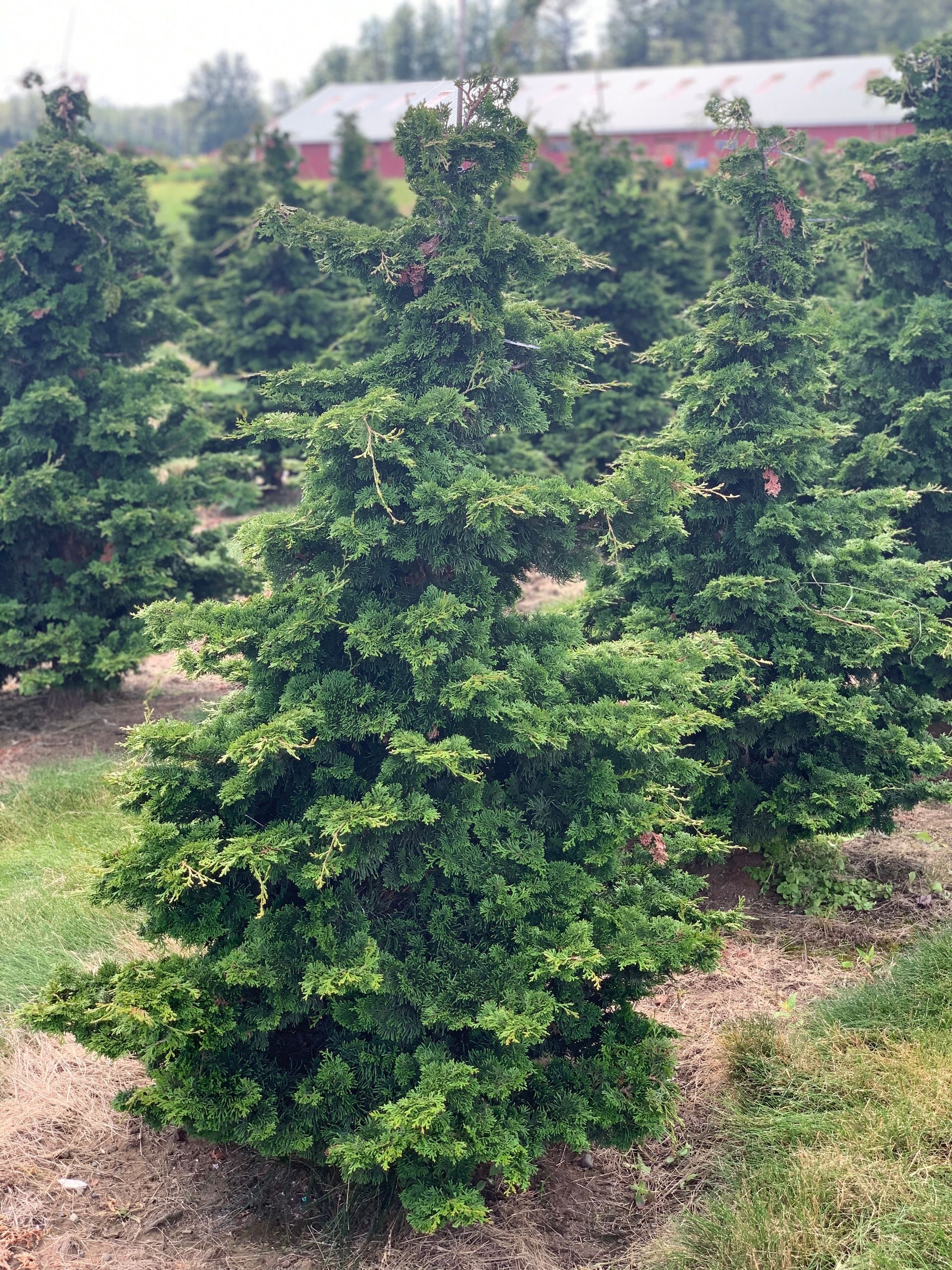 A row of christmas trees are growing in a field.