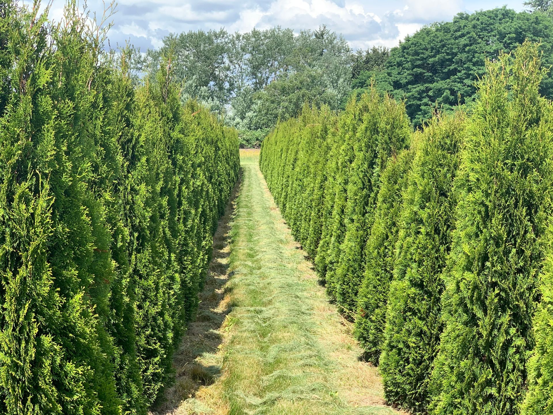A row of green trees lined up in a field.