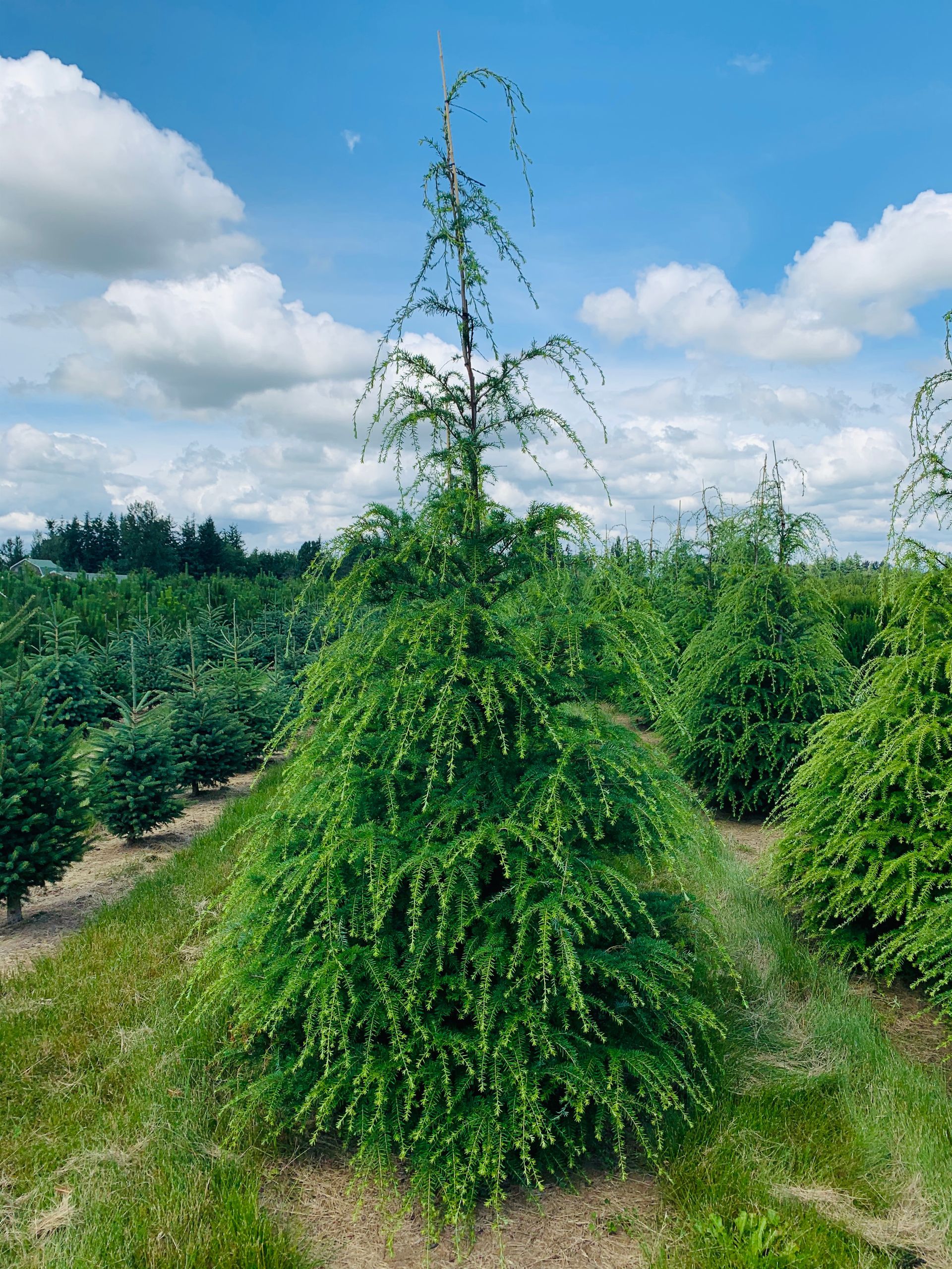 A large christmas tree is growing in a field of trees.