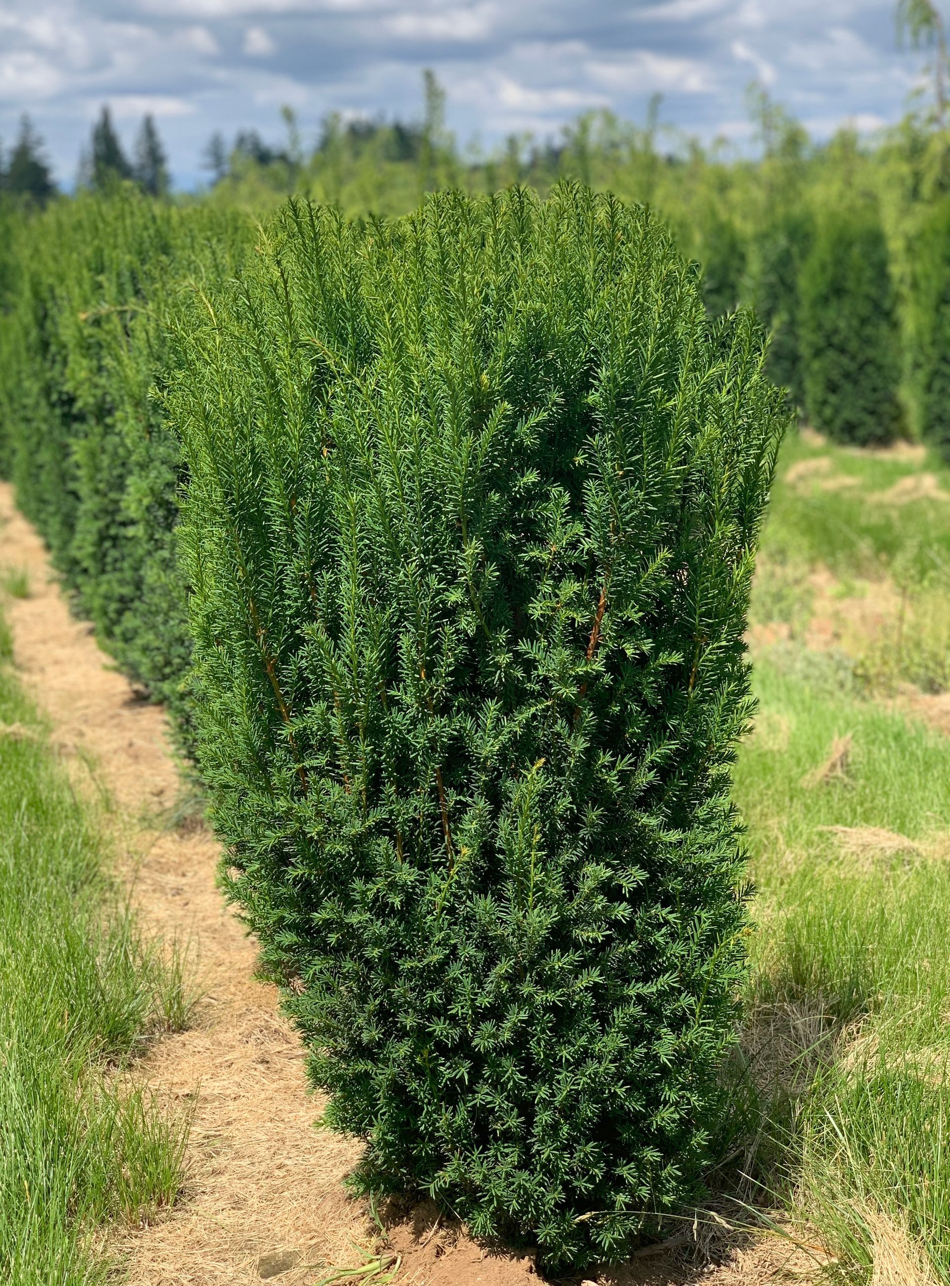 A row of bushes growing in a field with trees in the background.