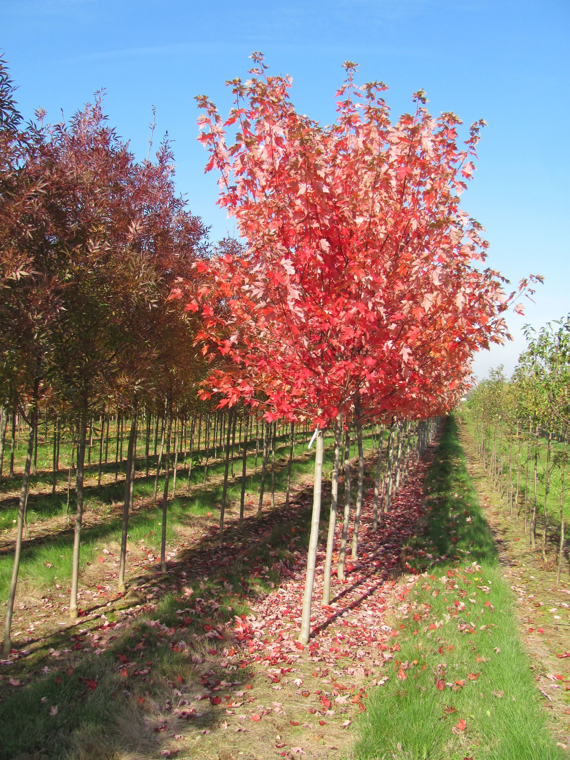 A row of trees with red leaves in a field