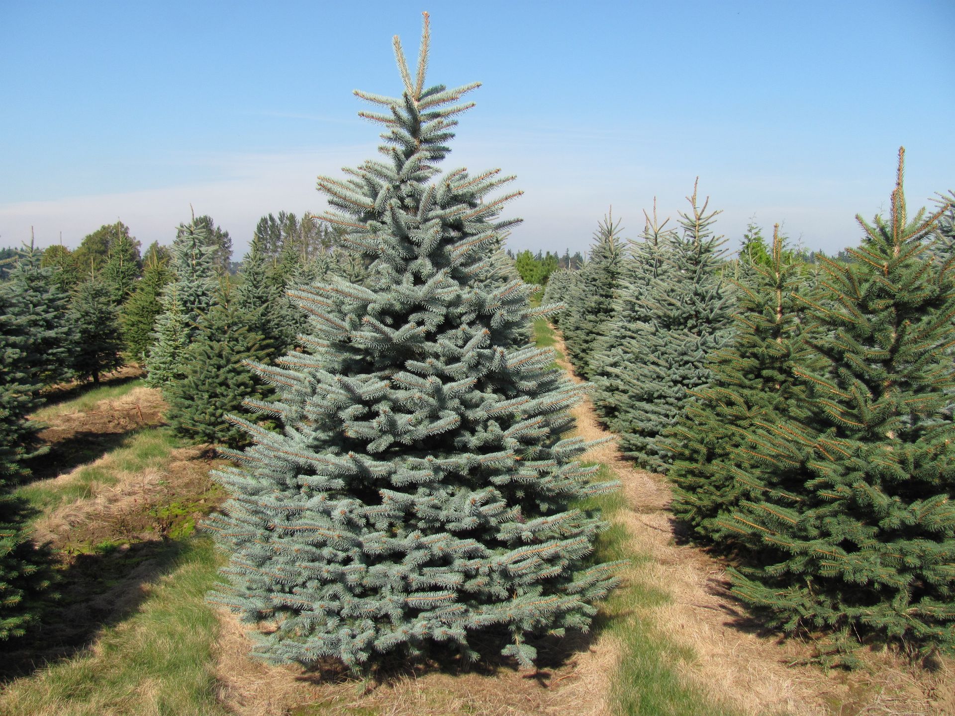 A row of christmas trees in a field on a sunny day