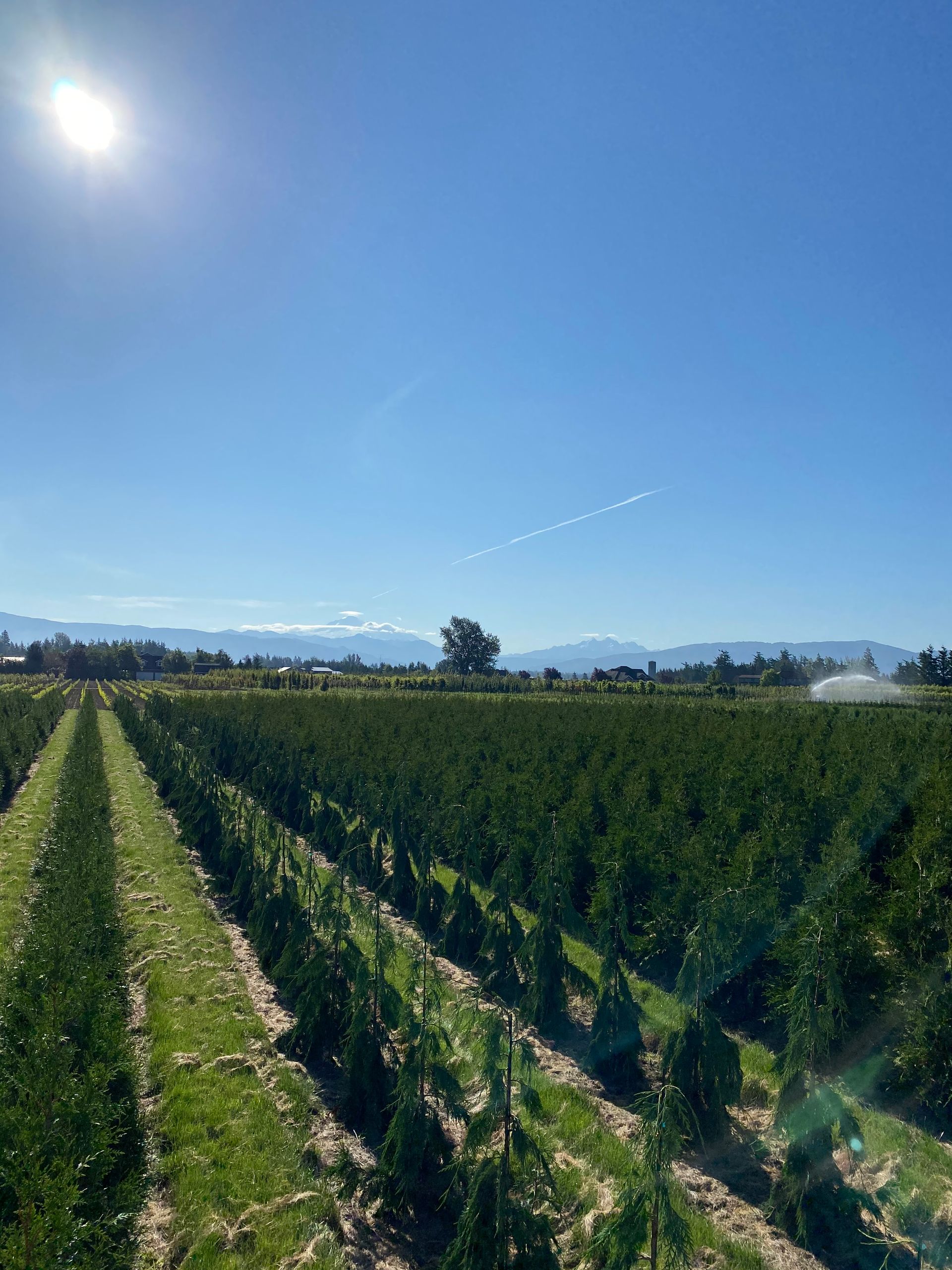 A row of trees in a field with mountains in the background