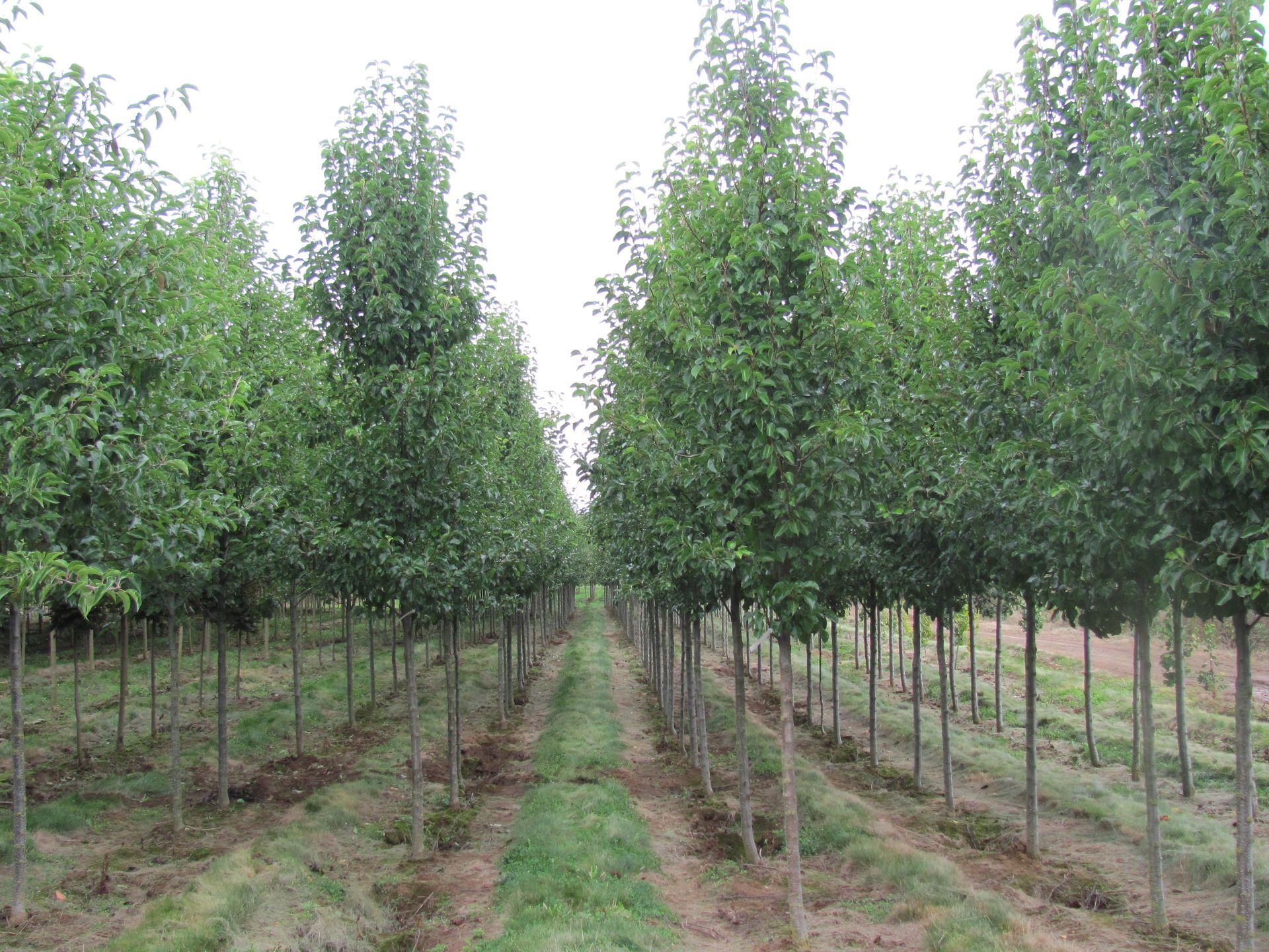A row of trees are lined up in a field.
