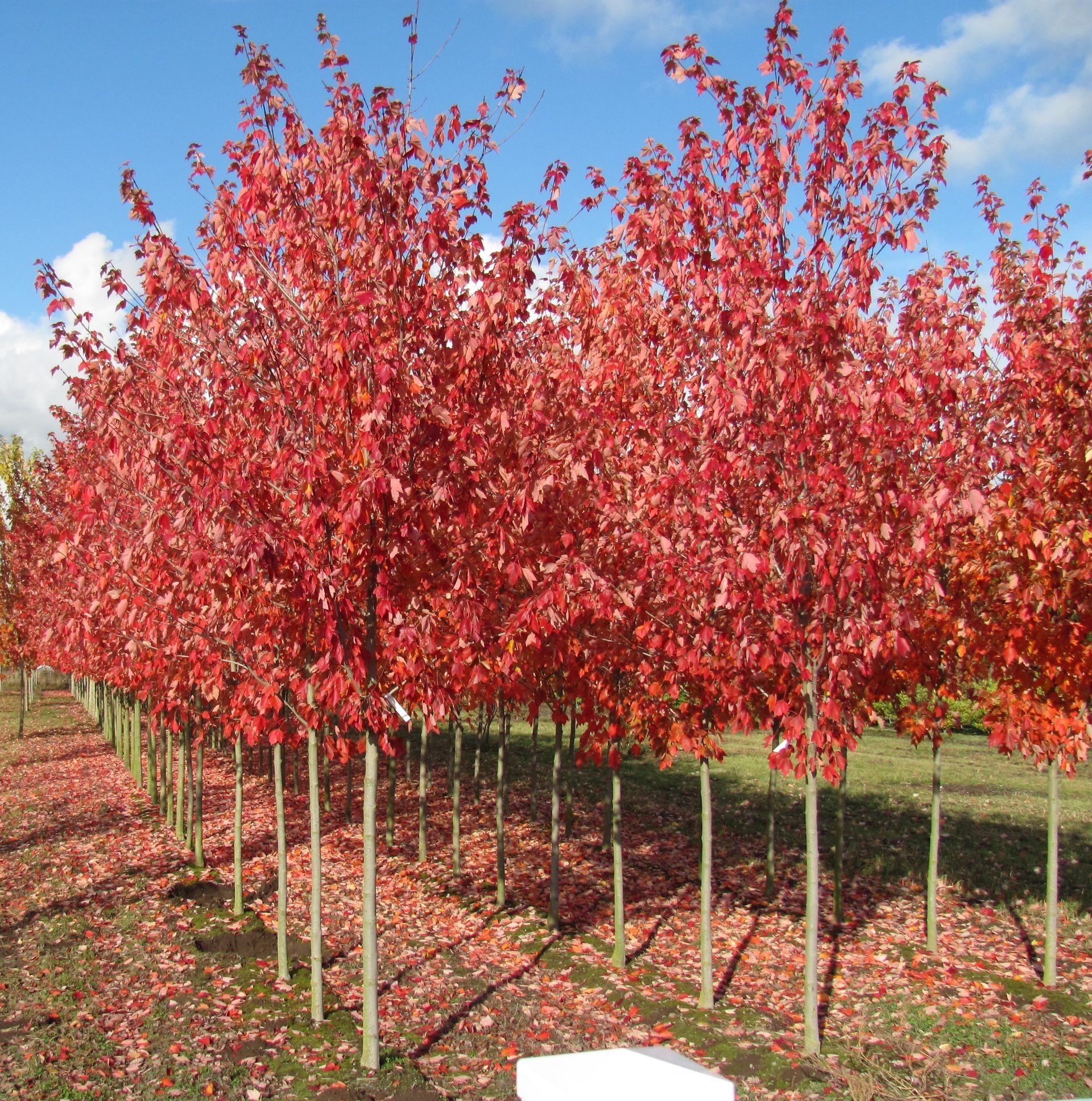 A row of trees with red leaves on them
