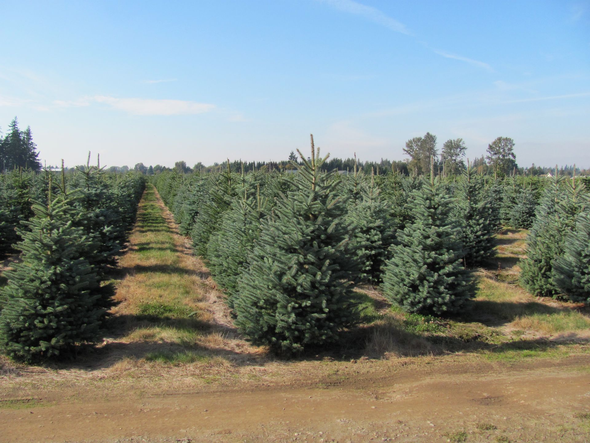 A row of trees in a field with a blue sky in the background