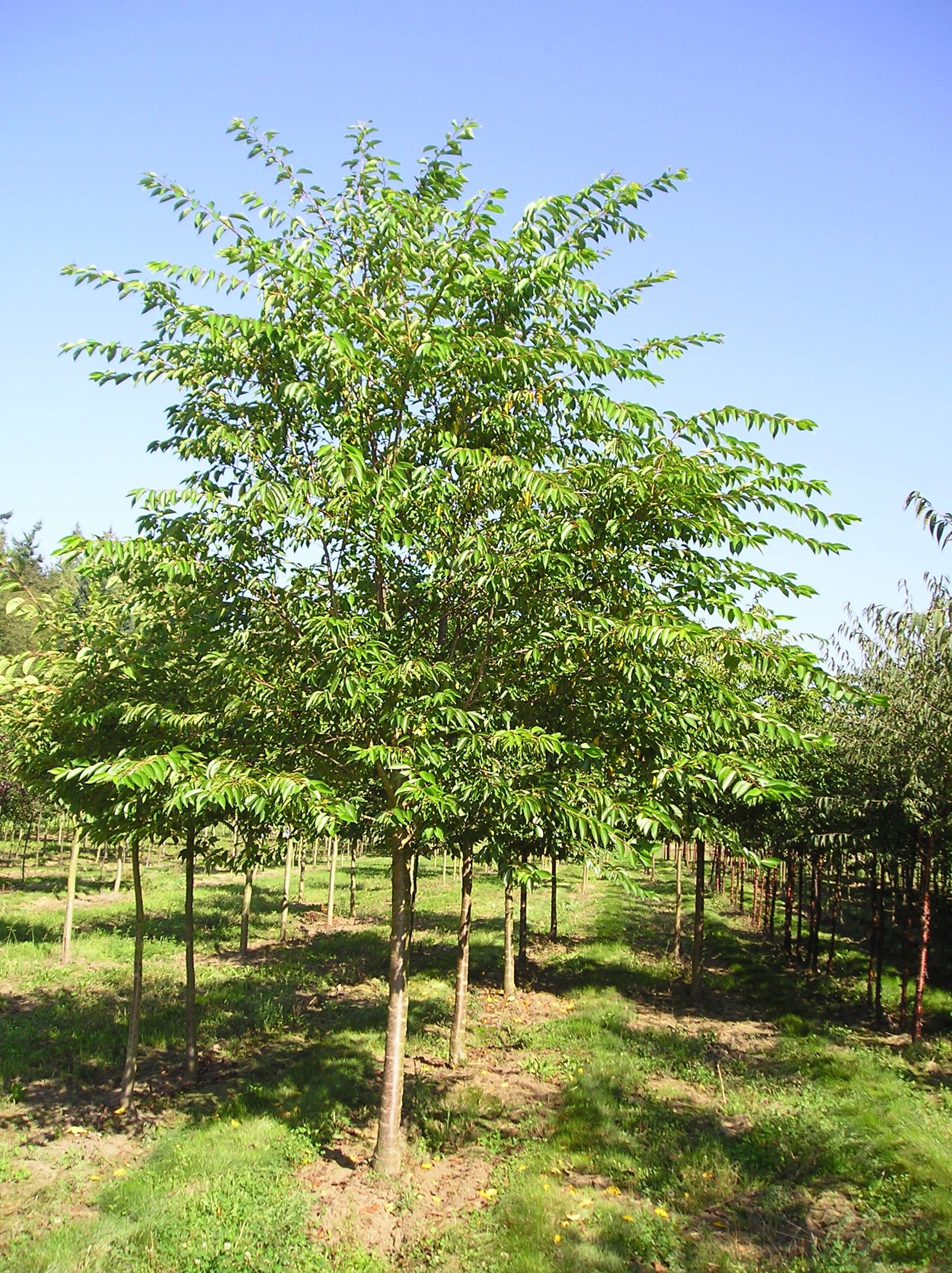 A row of trees in a field with a blue sky in the background