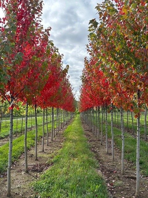 A row of trees with red leaves are lined up in a field.