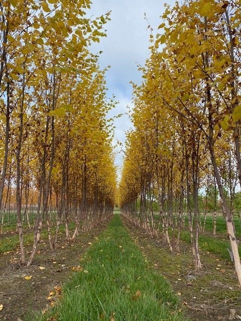 A row of trees with yellow leaves on them