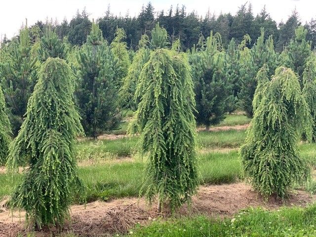 A row of trees in a field with a forest in the background.