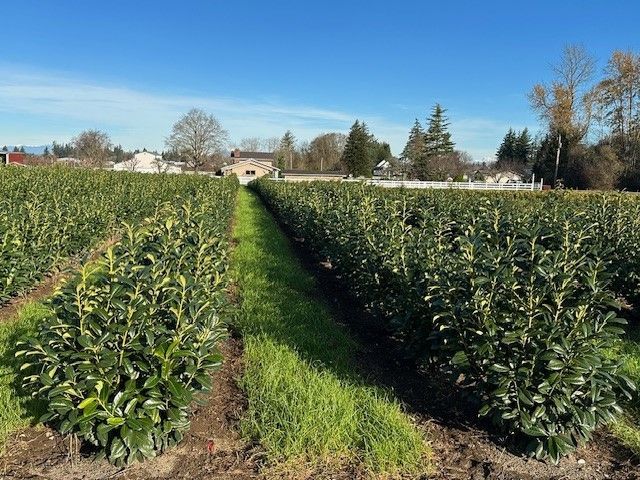 A field of green plants with a blue sky in the background