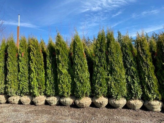 A row of green trees sitting next to each other on top of a dirt field.