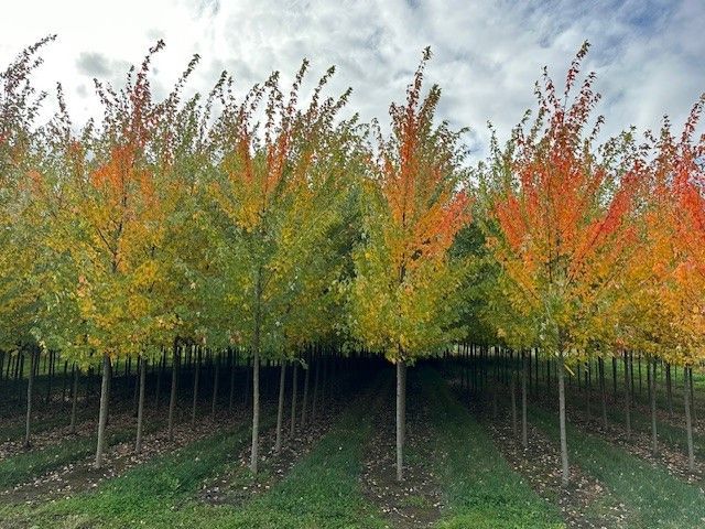A row of trees with yellow and red leaves