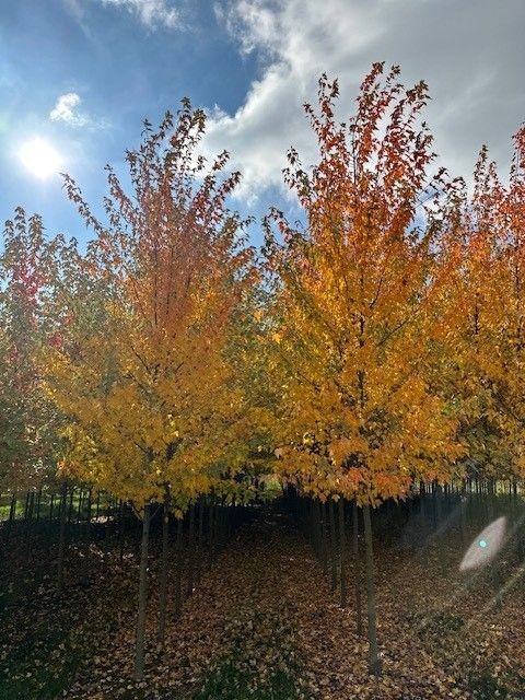 A row of trees with yellow and red leaves