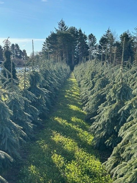 A row of christmas trees in a field on a sunny day