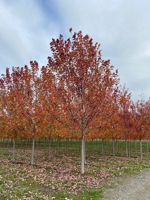 A row of trees with red leaves in a field