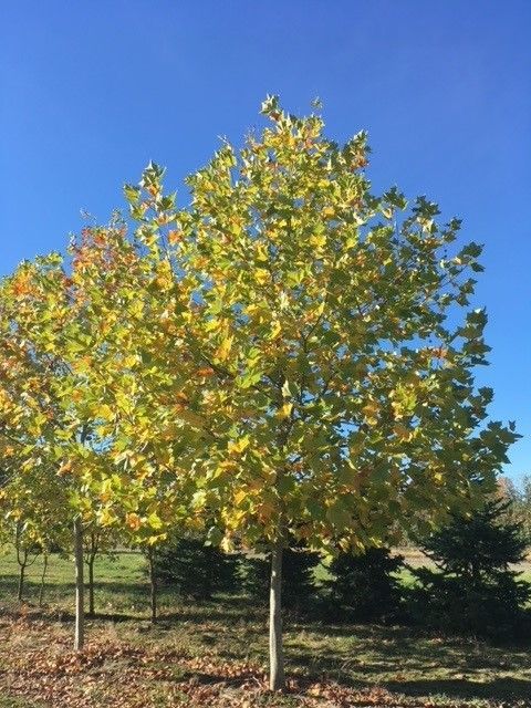 A row of trees with yellow leaves against a blue sky