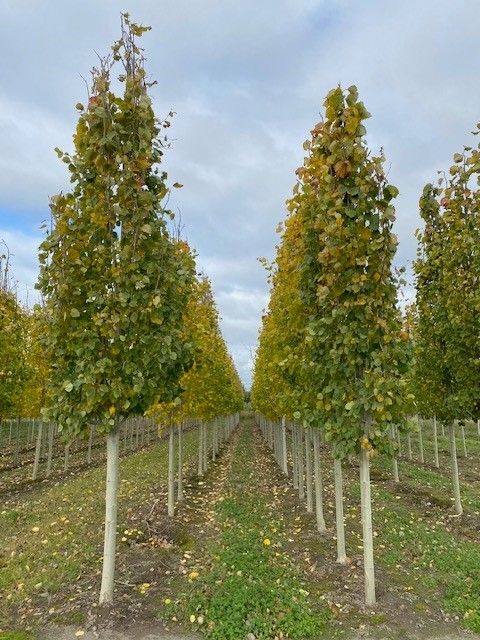 A row of trees with yellow leaves are lined up in a field.