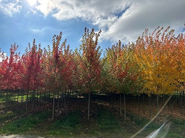 A row of trees with red and yellow leaves