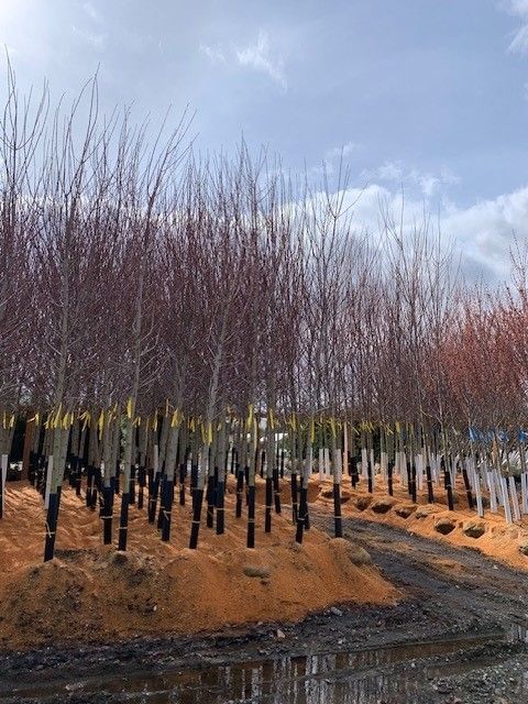 A row of trees without leaves sitting next to a body of water.