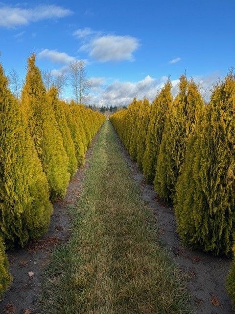 A row of yellow trees are lined up in a field.