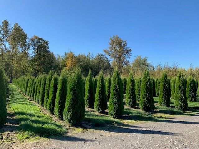 A row of trees in a field with a blue sky in the background.