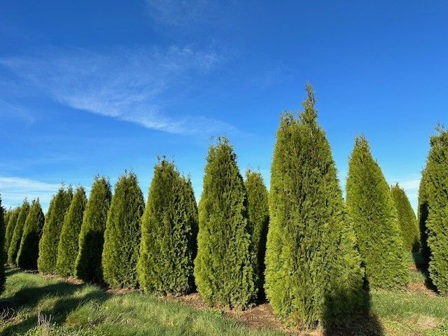 A row of trees in a field with a blue sky in the background.