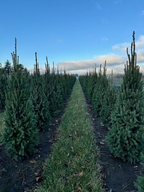 A row of christmas trees in a field with a blue sky in the background.