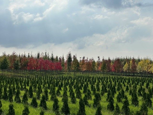 A field of christmas trees with a forest in the background.