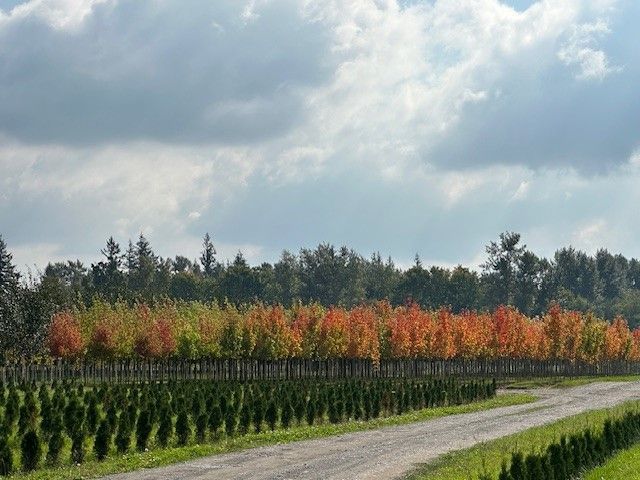 A dirt road going through a field of trees.